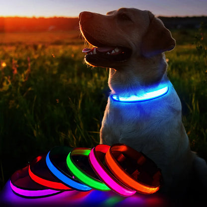 Luminous, Waterproof Dog Collar